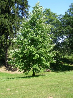 Liliovník tulipánokvětý Liriodendron tulipifera  - dolní park, 2006