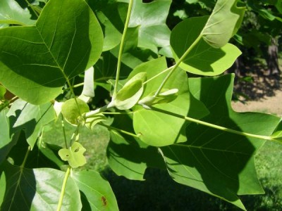 Liliovník tulipánokvětý Liriodendron tulipifera 2006