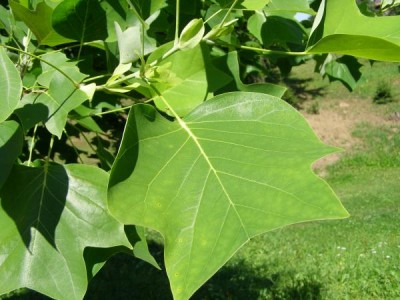 Liliovník tulipánokvětý Liriodendron tulipifera  2006