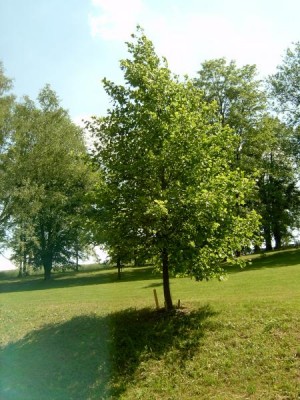 Liliovník tulipánokvětý Liriodendron tulipifera, 2006