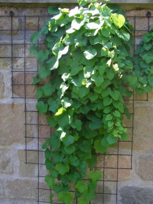 Lunoplod kanadský Menispermum canadense, 2006