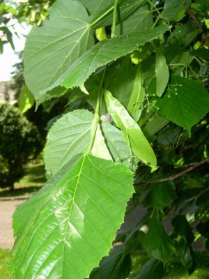 Lípa americká Tilia americana ´Nova´, 2006