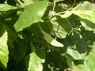 Lípa americká Tilia americana ´Nova´ 2006