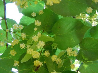 Lípa miquelova Tilia miqueliana 2006