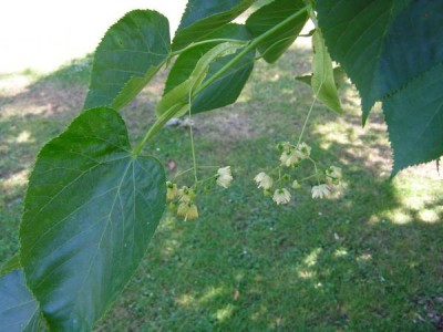 Lípa miquelova Tilia miqueliana 2006