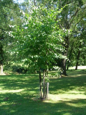 Lípa srdčitá Tilia cordata - čtyřkmen, dolní park, 2006