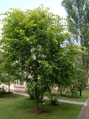 Lípa velkolistá Tilia platyphylla ´Aurea´ 2006