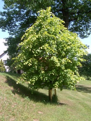 Lípa velkolistá, 2006 Tilia platyphylla ´Aurea´
