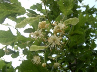 Lípa velkolistá, střihanolistá Tilia platyphylla ´Laciniata´ - květ, 2006