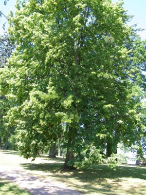 Lípa velkolistá Tilia platyphylla, 2006