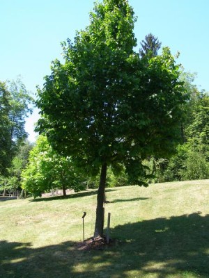 Líska turecká Corylus colurna ,2006