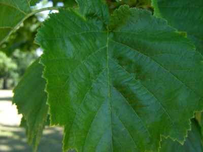 Líska turecká Corylus colurna  2006