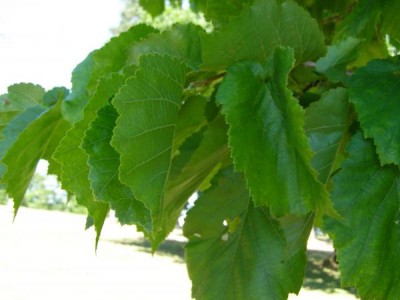 Líska turecká Corylus colurna 2006