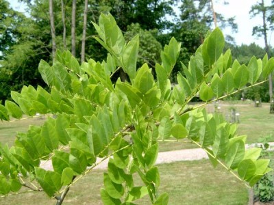 Maackie fourieova Maackia faurieri, 2006