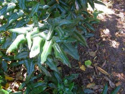 Mahónie cesmínolistá Mahonia aquifolium, 2006