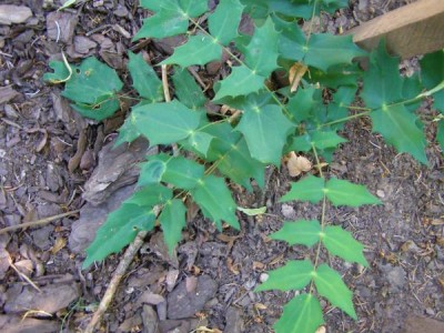 Mahónie prostřední, 2006 Mahonia media ´Charity´