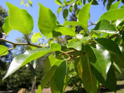 Maklura jablkovitá Maclura pomifera, 2006
