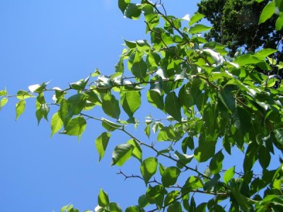 Maklura jablkovitá Maclura pomifera, 2006