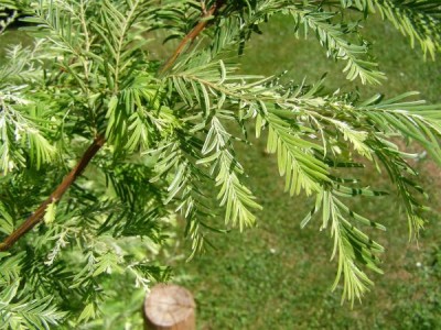 Metasekvoje čínská, 2006 Metasequoia glyptostroboides ´White´