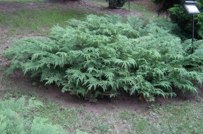 Mikrobiota křižmolistá Microbiota decussata 2006