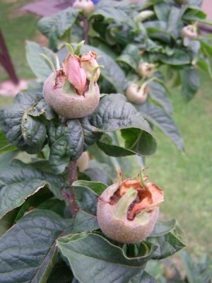 Mišpule německá Mespilus germanica, 2006