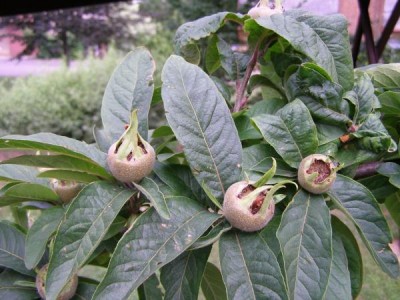 Mišpule německá Mespilus germanica 2006