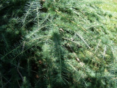 Modřín opadavý Larix decidua ´Glauca´ 2006