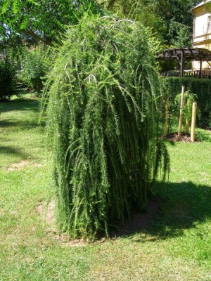 Modřín opadavý - převislá forma Larix decidua ´Pendula´, 2006