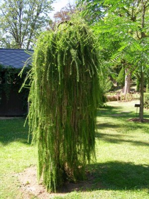 Modřín opadavý - převislá forma Larix decidua ´Pendula´, 2006