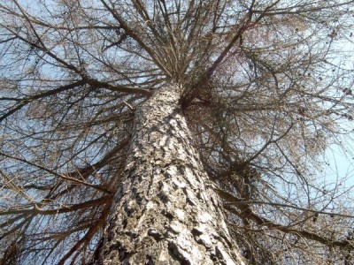 Modřín opadavý Larix decidua - uhynulý po zásahu bleskem 2006