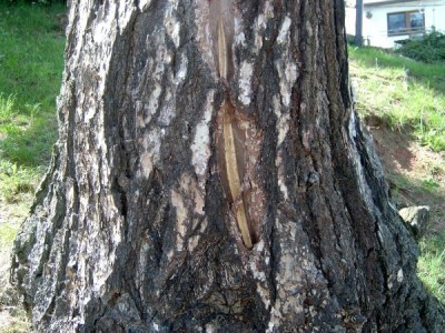 Modřín opadavý Larix decidua - uhynulý po zásahu bleskem 2006