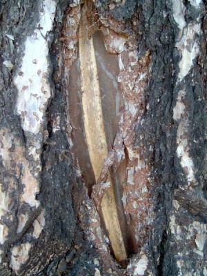 Modřín opadavý Larix decidua - uhynulý po zásahu bleskem 2006