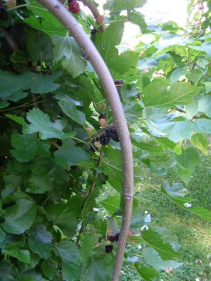 Moruše bílá - převislá Morus alba 2006