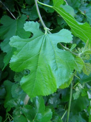 Moruše bílá - převislá Morus alba 2006