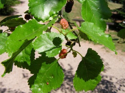 Moruše bílá Morus alba 2006