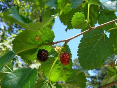 Moruše bílá Morus alba 2006