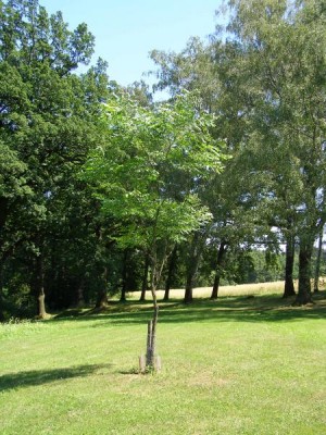 Nahovětvec dvoudomý Gymnocladus dioica - dolní park, 2006