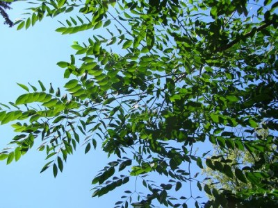 Nahovětvec dvoudomý Gymnocladus dioica  2006