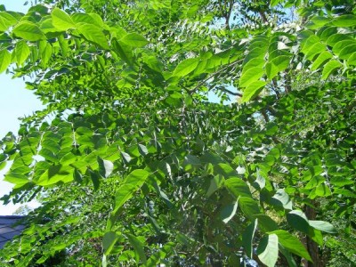 Nahovětvec dvoudomý Gymnocladus dioica 2006