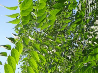 Nahovětvec dvoudomý Gymnocladus dioica 2006