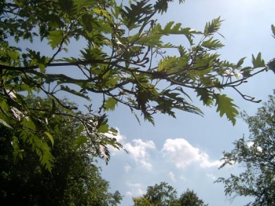 Olše lepkavá - stříhanolistá forma Alnus glutinosa ´Imperialis´ 2006