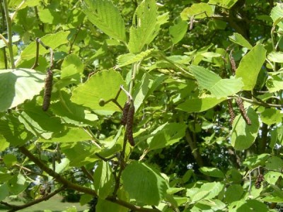 Olše šedá Alnus incana ´Aurea´ 2006