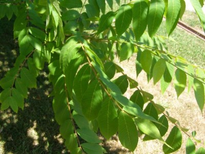 Ořešák černý Juglans nigra  2006