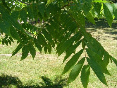 Ořešák černý Juglans nigra 2006