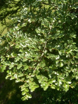 Pabuk antarktický Nothofagus antartica, 2006