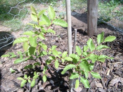 Pabuk, bukovec Nothofagus nervosa procera