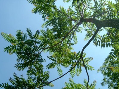 Pajasan žlaznatý, 2006 Ailanthus altissima