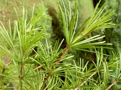 Pajehličník přeslenatý, 2006 Sciadopitys verticillata