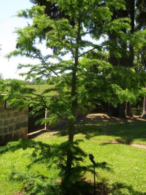 Pamodřín půvabný , Kaempferův, 2006 Pseudolarix amabilis