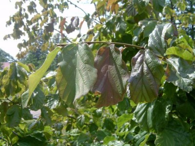 Parocie perská, 2006 Parrotia persica